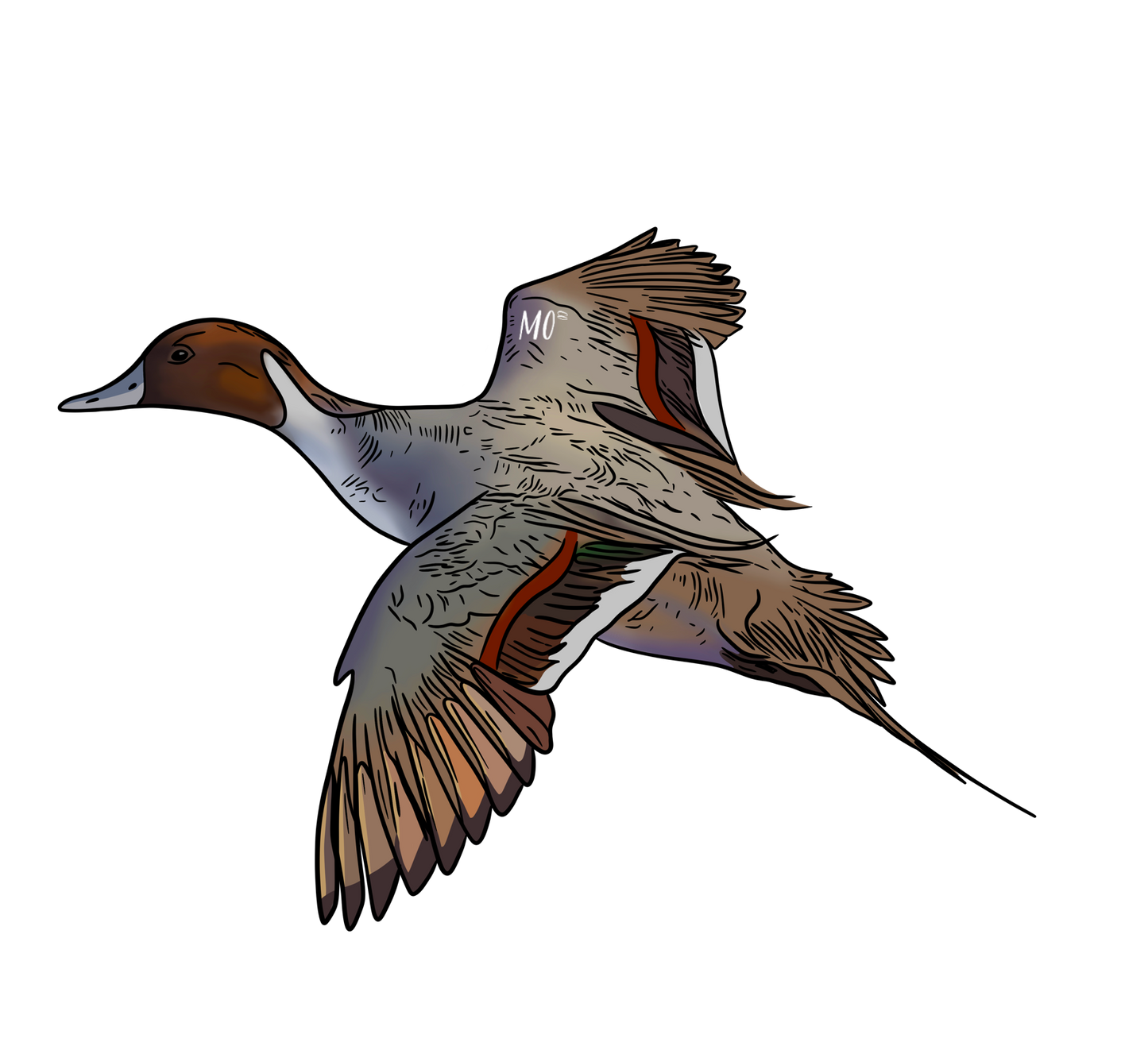 Pintail Sticker